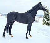 ВНУК ТОТИЛАСА 