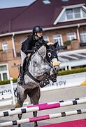 Кобыла 2019 гр в спорт 