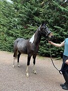 Мерин редкой масти