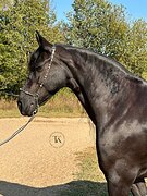 ШИКАРНАЯ ФРИЗСКАЯ КОБЫЛА