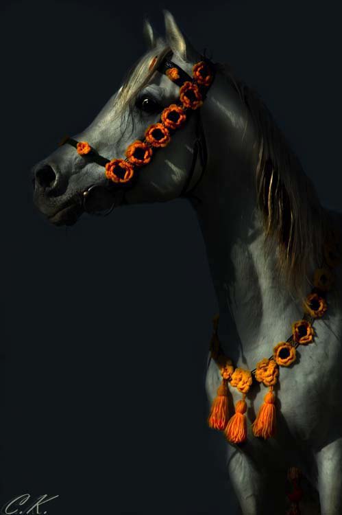 арабской лошади.