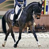 МЕРИН 11 ЛЕТ 166 СМ В ХОЛКЕ 