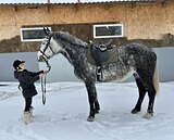 Высокая кобыла в хобби
