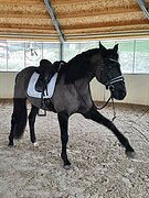 ВОРОНОЙ МЕРИН 9 ЛЕТ