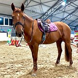 СУПЕРБЕЗОПАСНАЯ КОБЫЛА 