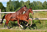 Sebastian
