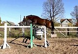 Срочно! Кобыла 9 лет