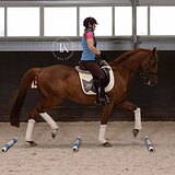 ЖЕРЕБЕЦ В ВЫЕЗДКУ И КОНКУР