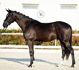 МЕРИН 5 ЛЕТ В ВЫЕЗДКУ