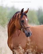 АРАБСКАЯ КОБЫЛА ШОУ-КЛАССА 