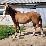 РЫЖАЯ КОБЫЛА 5 ЛЕТ