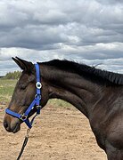 МОЛОДАЯ КОБЫЛКА