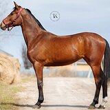 ГНЕДАЯ ГАННОВЕРСКАЯ КОБЫЛА