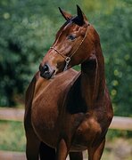 Кобыла импортного происхож