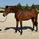 ГНЕДАЯ КОБЫЛА 2 ГОДА 