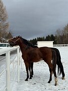 Молодая звездочка