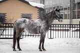 Спортивный пони-класс