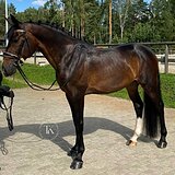 МЕРИН 9 ЛЕТ 169 СМ В ХОЛКЕ