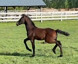 кобылка от Русского Кутузо