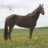 КОБЫЛА 10 ЛЕТ 147 СМ В ХОЛКЕ