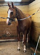 КОБЫЛА 6 ЛЕТ 164 СМ В ХОЛКЕ