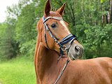 Тракененская кобыла. Целая и неиспорченная!
