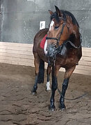 Добрый хобби мерин