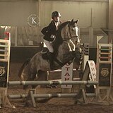 ТЕРСКИЙ ЖЕРЕБЕЦ 5 ЛЕТ