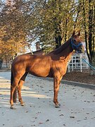 Маршруты 80, под ребёнка