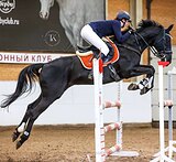 БУДЕННОВСКИЙ МЕРИН 9 ЛЕТ 