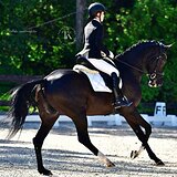 ВОРОНОЙ МЕРИН 6 ЛЕТ