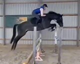 КЛАССНАЯ КОБЫЛА В КОНКУР