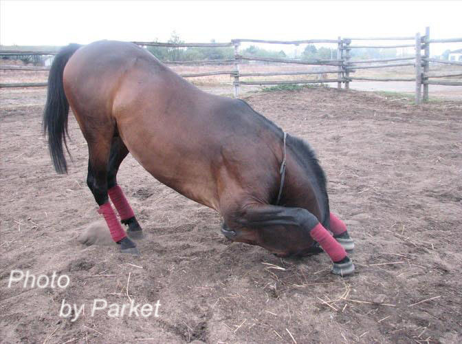 Кто сказал, что спортивные лошади не умеют делать кранч?!
