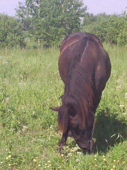 Продали мою любимую кобылку:(((а куда не знаю:(((даже попрощаться не дали:(