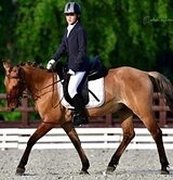 ПОНИ ПОД ВЫЕЗДКУ