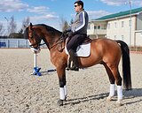 Высокий мерин в выездку