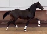 Классный 3л. мерин