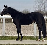 Отличная психика!