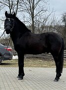РАЙД-ПОНИ В ДЕТСКИЙ СПОРТ