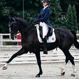 КОБЫЛА KWPN 176 СМ В ХОЛКЕ 