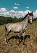 Жеребчик в любую дисциплин