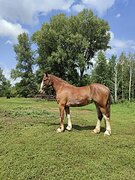 Владимирская жеребая кобыл