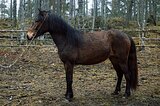 ПОНИ-КЛАСС, ПЕРСПЕКТИВНА В