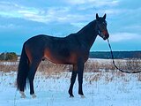 МИНИ-KANNAN • ИМПОРТ НИДЕРЛАН