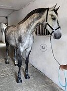 ЛИНИЯ CORNET OBOLENSKY