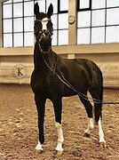 ГНЕДАЯ КОБЫЛА 176 СМ В ХОЛКЕ 