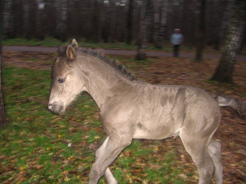 сын Карины