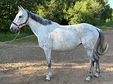 Кобыла 2018 гр, 166 вх