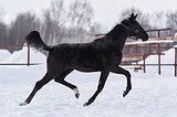 грациозная, пластичная