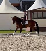 Прекрасный мерин 